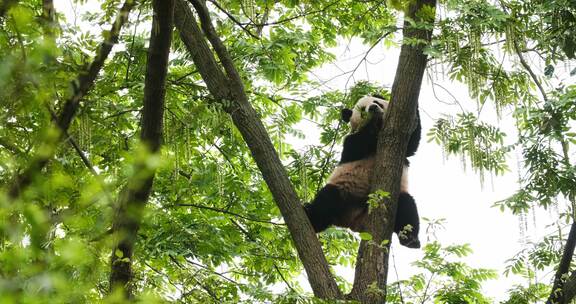 初夏树林里爬树的大熊猫