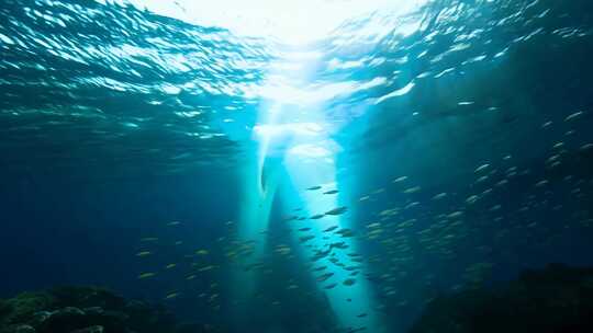 4k阳光透过海面大海里的鱼群海洋生物