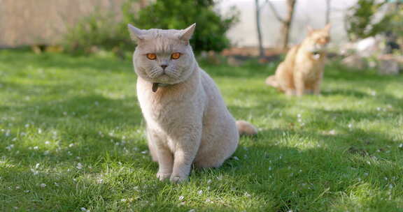 苏格兰猫坐在后院花园的草坪上灰色毛茸茸的