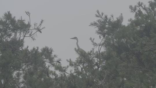 白鹭苍鹭栖息地实拍LOG视频素材