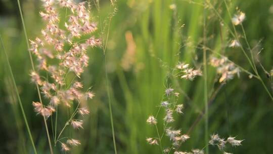 夏天逆光中随风摆动的野草