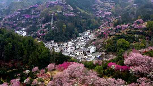 航拍春季的安徽黄山歙县卖花渔村梅花花海