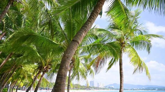中国三亚大东海海滩蓝天下椰树椰林风光
