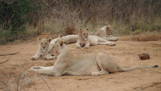 休息的母狮群