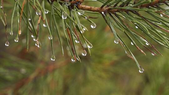 水滴溪流，绿色植物，自然生态 滴水