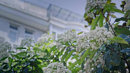 春天春暖花开樱花石楠花植物视频