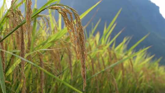 稻谷 稻谷丰收 水稻 生长中的水稻视频素材模板下载