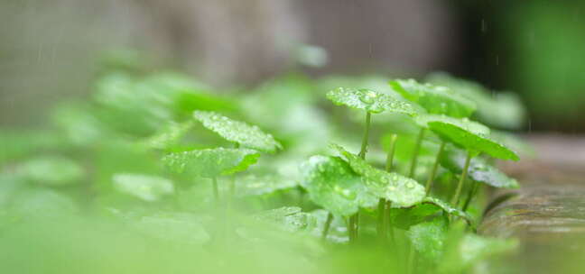 春天 铜钱草 细雨 2