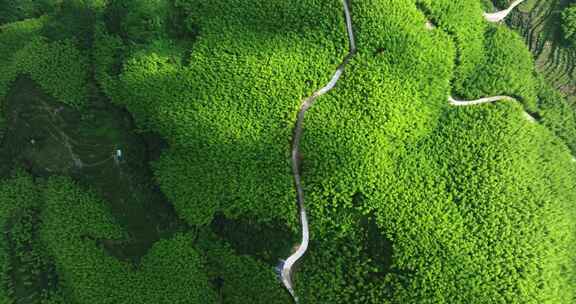 森林山路车流开车绿色出行新能源车航拍