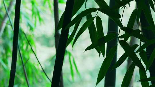 竹林风景视频素材模板下载