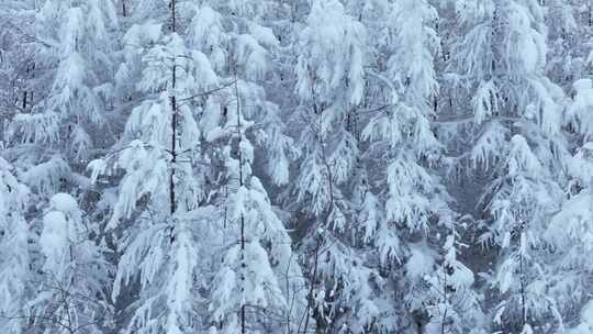 雪松树挂雪树林雪景