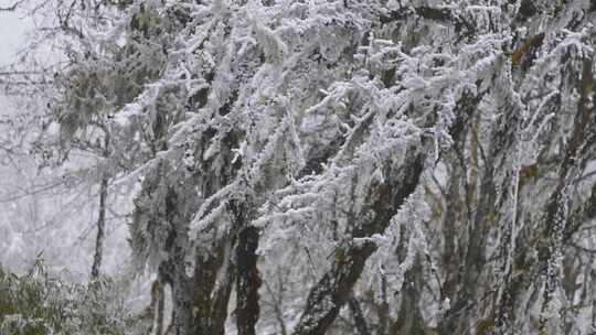 冬季森林雪树枝