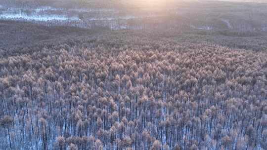 航拍大兴安岭阳光雪林