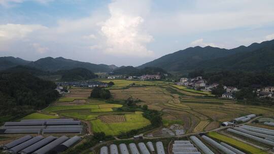 航拍农耕种植稻田农田