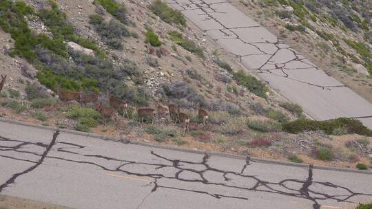 骡子鹿穿过山路航拍视频素材模板下载