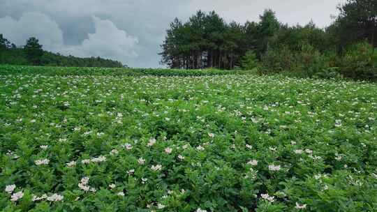 农业粮食丽江洋芋土豆田地