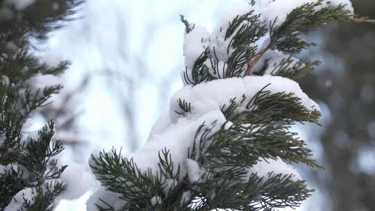 冬天下雪唯美雪景松树枝头被雪覆盖