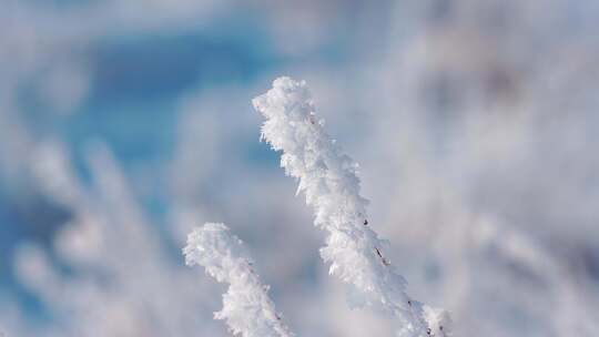 冬天雪地雾凇唯美空镜