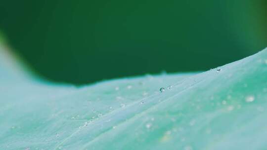 雨后荷叶上的露水珠