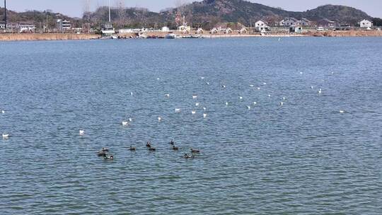 湖上野鸭