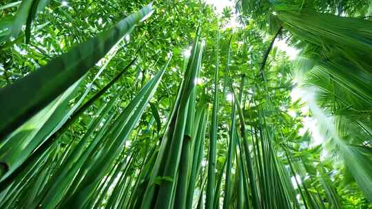 仰拍视角下郁郁葱葱的竹林