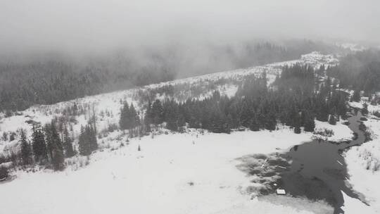 雪原间的松林