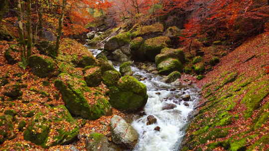 秋天森林落叶小溪岩石