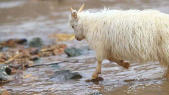 山羊在浅水中行走