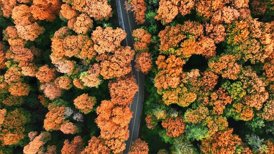 秋天树林道路