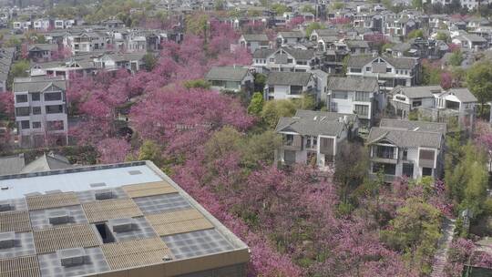 樱花云南武汉大理地产素材航拍D-log视频素材模板下载