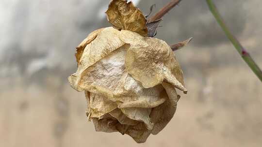 冬天枯萎的月季花花朵特写高清在线视频素材下载