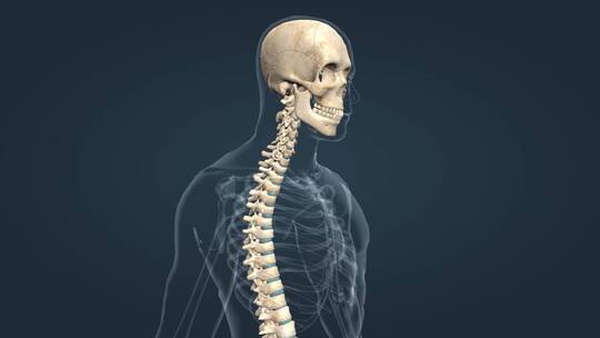 骨骼系统关节运动头部运动颈部