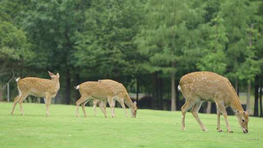 鹿群在草地上悠闲吃草