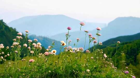 翠竹环绕 野花遍地 牧歌悠扬 春山如黛