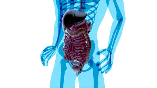 4K肠道的解剖学概念