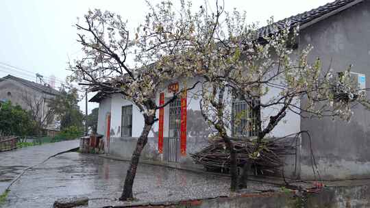 相机高清摄雨天乡村屋前樱桃树雨声狗叫声