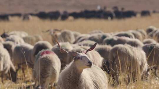若尔盖草原羊群
