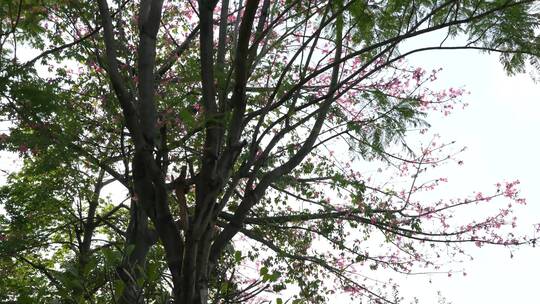 异木棉花树