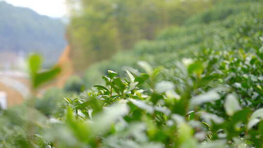 茶叶 春天 嫩叶 茶树视频素材模板下载