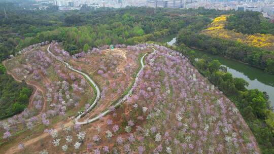 航拍深圳平湖生态园