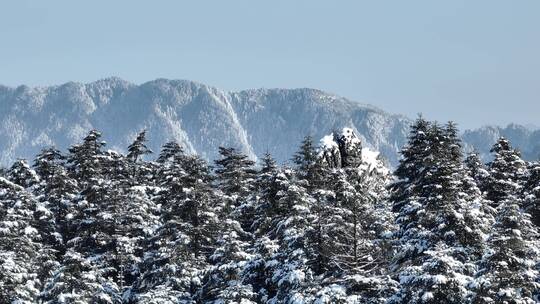 航拍湖北神农架原始森林群山冬季雪景雪松