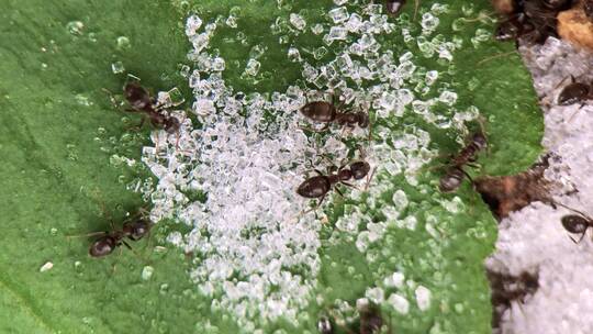 微距摄影 蚂蚁吃糖1视频素材模板下载