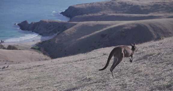 袋鼠，跳跃，丘陵，澳大利亚