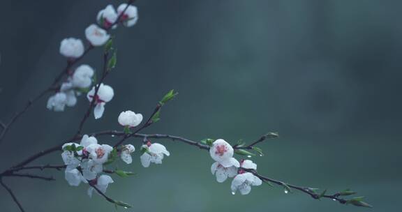 雨后湿润的桃花唯美空镜