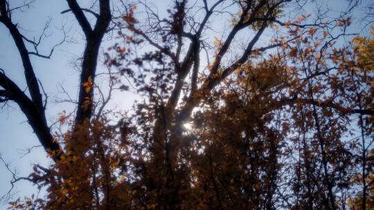 秋季阳光照射下的树木