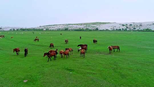 内蒙古大草原的马群