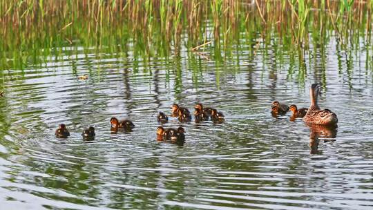 春天湖面一群新生孵化的小鸭子与鸭妈妈觅食