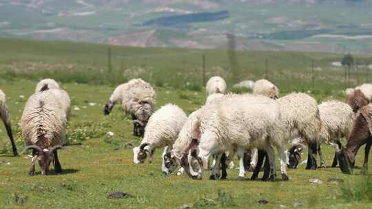 草原上吃草的绵羊群