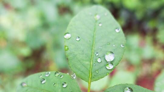 雨天叶子上的露水微距水滴4k超清