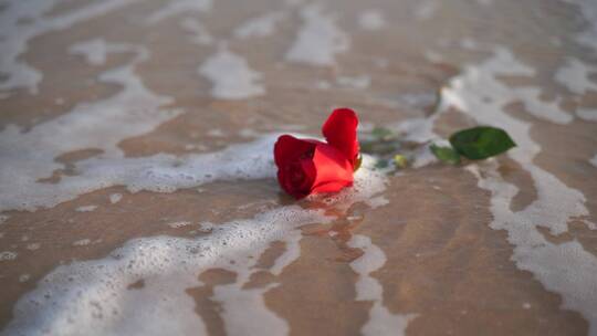 海边玫瑰花大海沙滩玫瑰